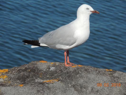 Sea Gull New Plymouth